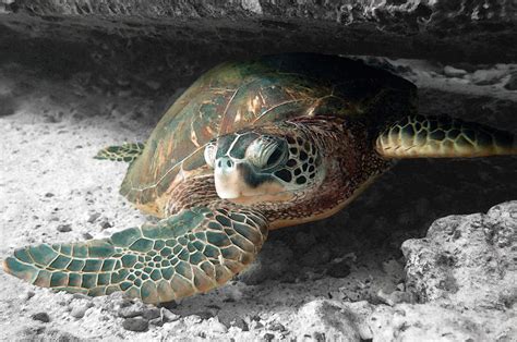 Green Sea Turtle Honu Ocean Arts Hawaii