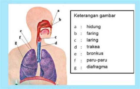 Apa Saja Alat Pernapasan Pada Manusia Dan Fungsinya Begini Penjelasan