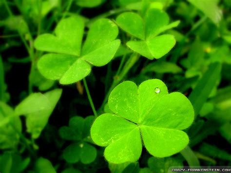 50 Shamrock Wallpaper Free Wallpapersafari