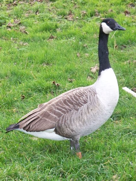Fileringed Canada Goose Wikimedia Commons