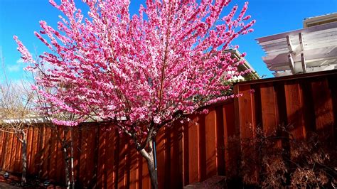 Peppermint Flowering Peach Tree Care Best Flower Site