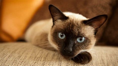 How Much Do Siamese Cats Cost What You Need To Know