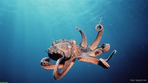 Dark Ocean Animal Octopus Wallpaper Hd Background Wallpaper Hd