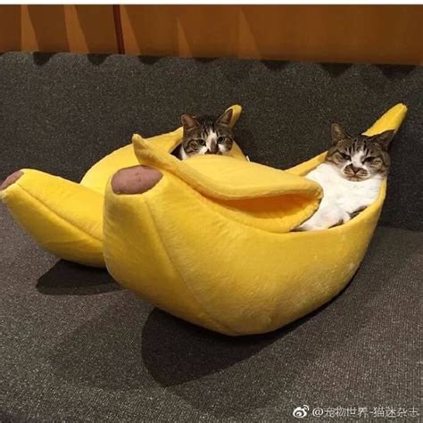 Banana Cats Rbananimals