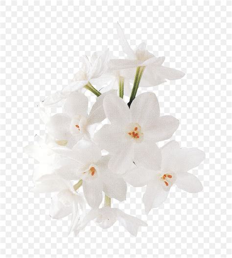 We did not find results for: Floral Design White Flower, PNG, 715x913px, Floral Design ...