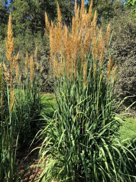 Golden Sunset Grass Available From Technology Commercialization