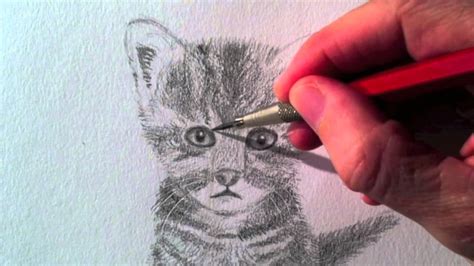 Como Dibujar Un Gato Realista A Lápiz Arte Divierte Youtube