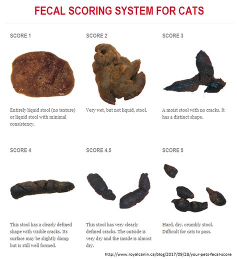 Cats Poop Is Black And Hard Toxoplasmosis