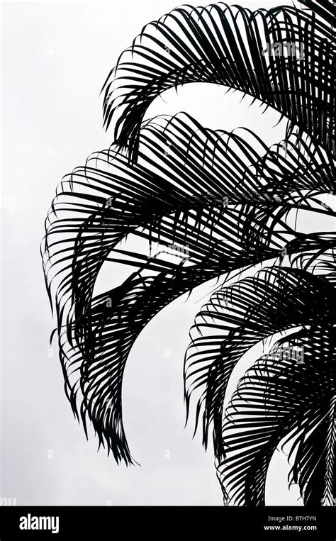 The Silhouette Of Palm Tree Fronds Stock Photo Alamy