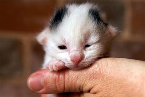 What To Feed Newborn Cats