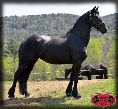 Panike - Friesians of Majesty - Friesian Stallions and Horses for Sale