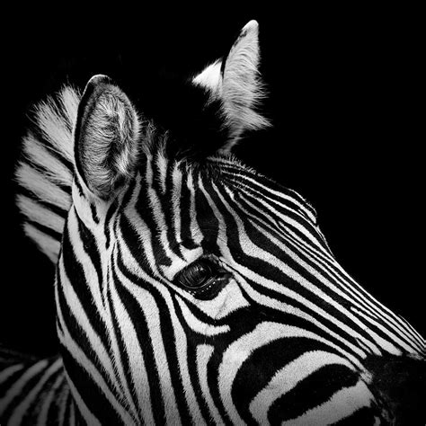 Portrait Of Zebra In Black And White Ii Photograph By Lukas Holas