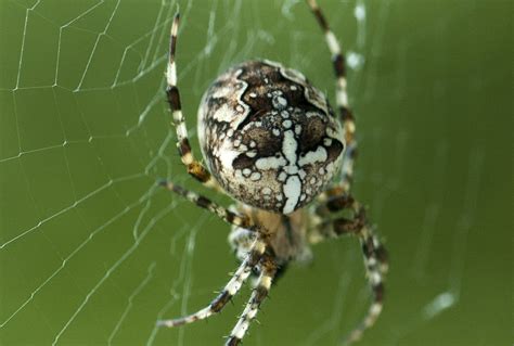 European Garden Spider Free Photo Download Freeimages