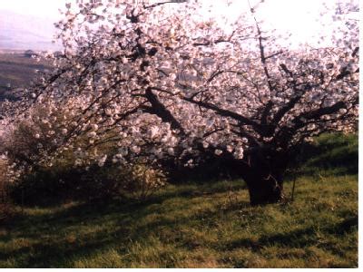 Merisier Prunus avium - Les arbres par VerTdeTerre.com