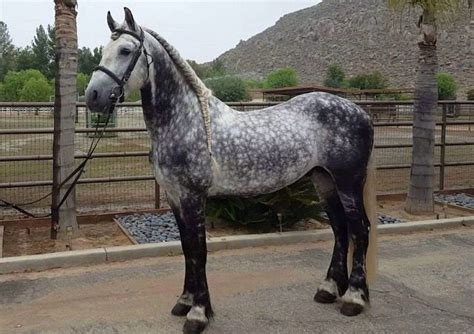 Dapple Grey Andalusian Horse Black Brown English Bridle Braided Mane
