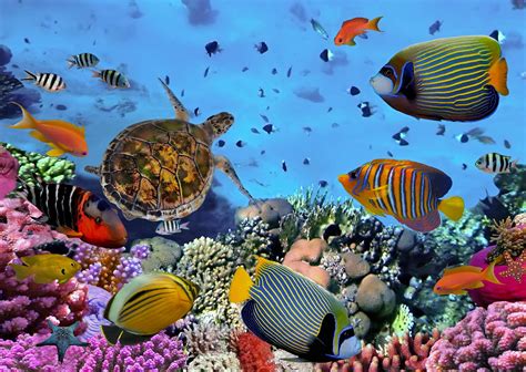 Coral Reef Tropical Fish And Sea Turtle Postcard