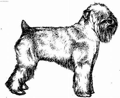 Terrier Wheaten Pages Drawing Soft Irish Coated