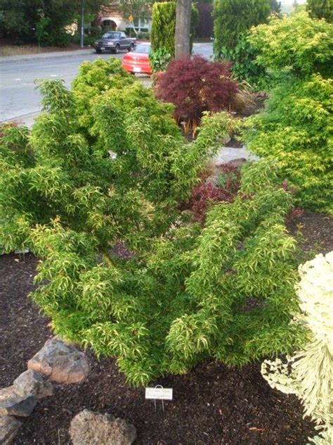 Finally bought a japanese maple. Pin on Marvelous Maples