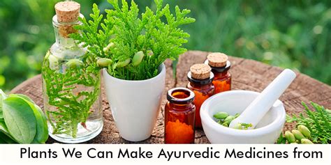 What Are The Plants We Can Make Ayurvedic Medicines From