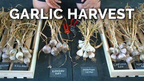 How To Grow Garlic Garlic Scapes Harvesting And Curing Part 3 Youtube