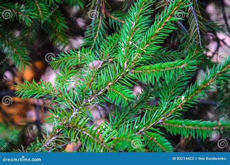 Close Up Of The Fir Tree Branch With A Needles Stock Image Image Of