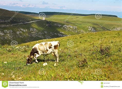 Lonely Cow On The Caucasus Mountain Grassland Stock Image Image Of