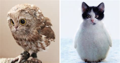 68 Unusual Cat And Bird Hybrids Bred In Photoshop Add