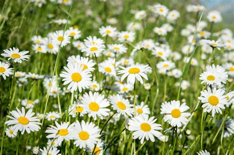 Pointed Marguerites Wildflowers In Meadow Free Image Download