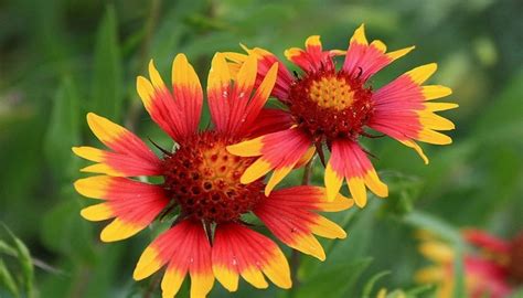 Red And Orange Texas Wildflowers Home Alqu