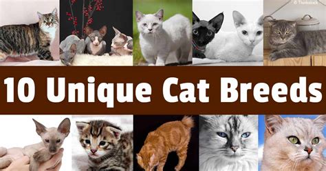 fascinating cat breeds   steal  heart