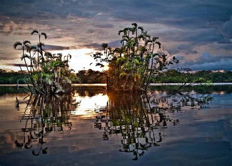 Guide To Yasuni National Park 13 Things Ecuadors Biodiverse Park