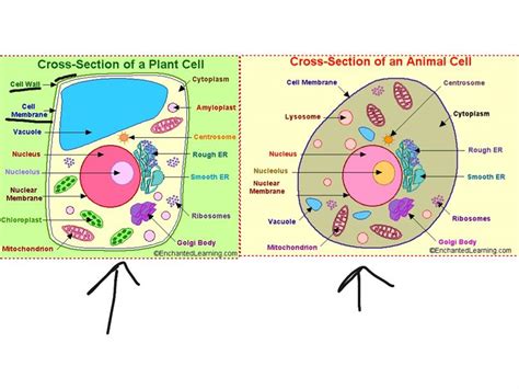 There are trillions of cells in the the structure of a plant and animal cell depends on how it maintains its constant internal environment. Differences Between Animal and Plant Cell