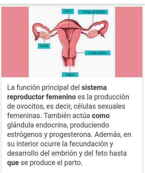 Cuáles son las funciones específicas del sistema reproductor femenino