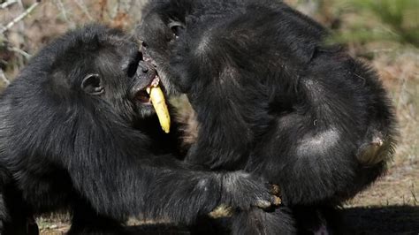 Study Shows Chimpanzees Bond Over Shared Meals Au