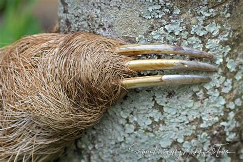 Why Do Sloths Have Long Claws The Secret Of Their Grasp Animal Hype