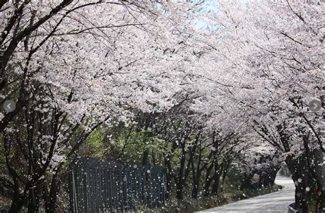 Korea Destinations Watch The Hadong Simni Cherry Blossom Road In Real Time