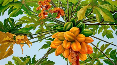 Planta De Papaya Origen CaracterÍsticas Usos Y MÁs