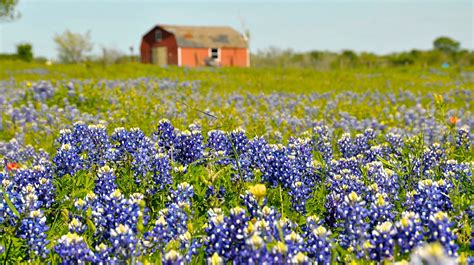 The Best Places To See Beautiful Bluebonnets In Texas