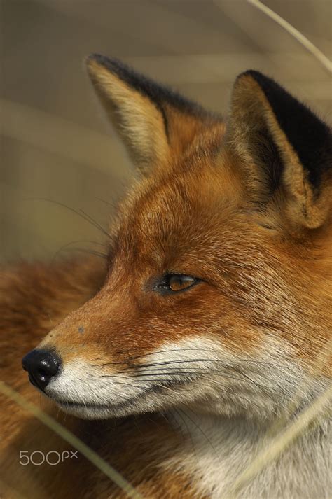 Red Fox By Lblj On 500px Pet Fox Fox Red Fox