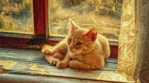 Light Brown Cat Is Sitting In Front Of Glass Window Hd Cat Wallpapers