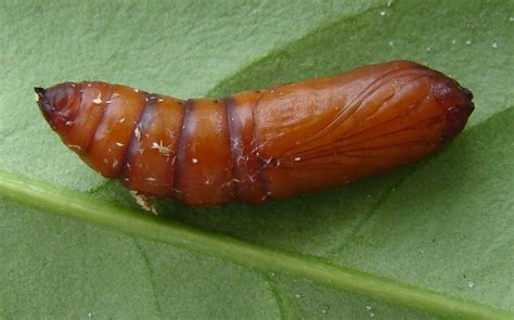 Total 184 synonym synonyms found for symptom. Diagnose: Synonym Diagnose