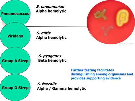 Streptococcus Classification Groups