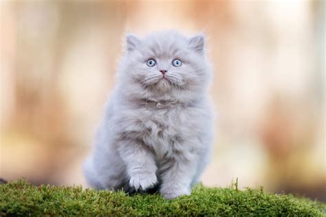 How To Take Care Of Your British Longhair Cat Mystart