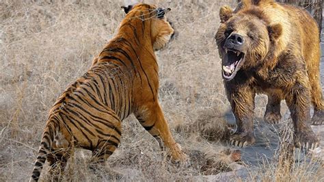 Extreme Fights Tiger Vs Bear Wild Animals Attack Youtube