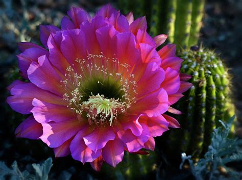 Trichocereus Hybrid Echinopsis Pink Cactus Flower Photograph By Saija
