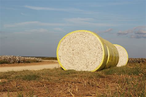Basf Pcca Collaboration Offers Cotton Bale Traceability Texas Farm Bureau