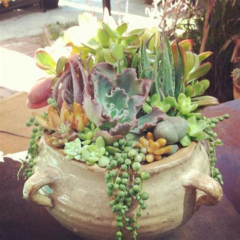 Succulent Container Designed By Simply Succulent Facebook