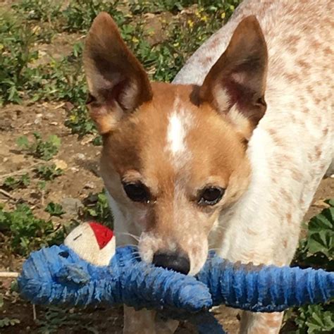 Blue Heeler Chihuahua Mix Everything You Need To Know Prefurred