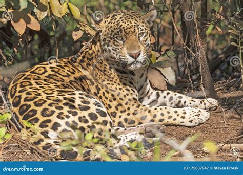 Jaguar Resting In The Jungle Stock Image Image Of Onca National