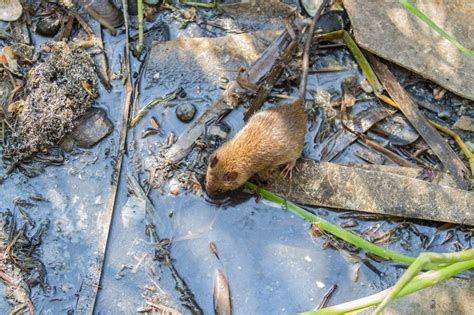 A miocardite é uma inflamação do músculo cardíaco (ie miocárdio), geralmente manifestada em indivíduos saudáveis e pode evoluir para um. Leptospirose , o que é? Sintomas, tratamento e formas de ...